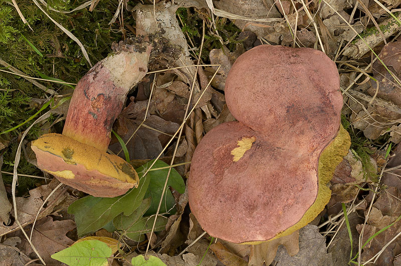 Suillellus queletii